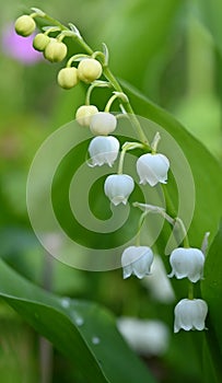 Beautiful close-up of convallaria majalis photo
