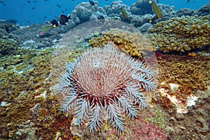 Beautiful close up Crown of Throns starfish and colorful coral reef in deep scuba dive explore travel activity with blue water