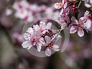 Beautiful close-up of delicate pink blooming flowers of Sargent`s cherry or North Japanese hill cherry Cerasus sargentii Rehder