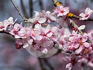 Beautiful close-up of delicate pink blooming flowers of Sargent`s cherry or North Japanese hill cherry Cerasus sargentii Rehder