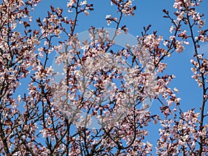 Beautiful close-up of delicate pink blooming flowers of Sargent`s cherry or North Japanese hill cherry Cerasus sargentii Rehder
