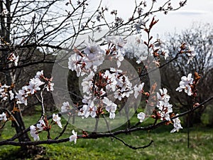 Beautiful close-up of delicate pink blooming flowers of Sargent`s cherry or North Japanese hill cherry Cerasus sargentii Rehder