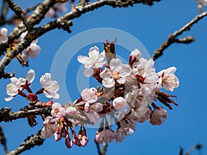 Beautiful close-up of delicate pink blooming flowers of Sargent`s cherry or North Japanese hill cherry Cerasus sargentii Rehder