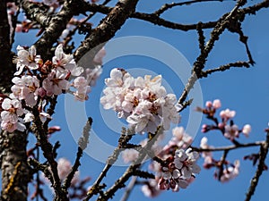 Beautiful close-up of delicate pink blooming flowers of Sargent`s cherry or North Japanese hill cherry Cerasus sargentii Rehder