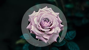 Beautiful close up of delicate single purple rose against dark backdrop