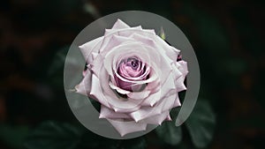 Beautiful close up of delicate single purple rose against dark backdrop