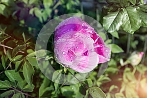 Beautiful close-up detail above view of big red pink peony rose bush wet with dew or rain drops blossoming at backyard