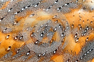 Beautiful close-up detail of barn owl plumage. Barn owl, Tyto alba, nice bird in the nature habitat. Owl from United Kingdom,