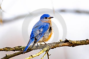 Beautiful close up eastern bluebird portrait