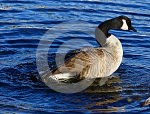 Beautiful close-up of the expressive goose swimming