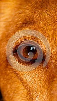 Beautiful close-up of eye of a dog