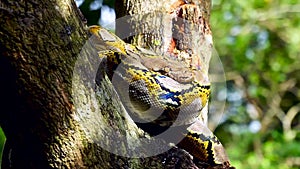 Beautiful close up facing of Phyton snake rest on the tree.