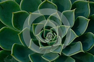 Beautiful close-up of a flowering Green Victoria Agave Cactus