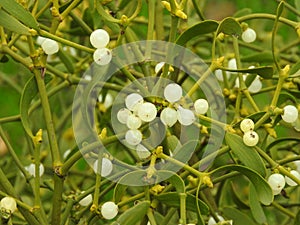 Close up fresh mistletoe on tree, white berries