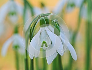 Beautiful close-up of a galanthus nivalis flower