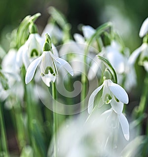 Beautiful close-up of a galanthus nivalis flower