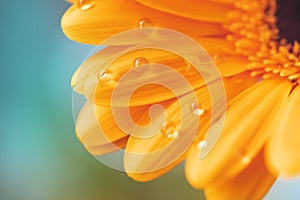 Beautiful close-up Gerbera daisy with drops. Macro flower photography