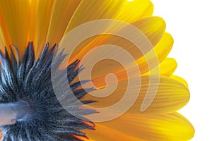 Beautiful close-up Gerbera daisy with drops. Macro flower photography