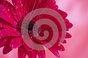Beautiful close-up Gerbera daisy with drops. Macro flower photography