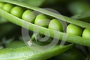 Beautiful close up of green fresh peas and pea pods