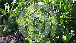 Beautiful close up of green fresh peas and pea pods. Healthy food. Selective focus on fresh bright green pea pods on pea plants in