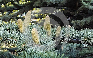 Beautiful close-up growing male cones on the branches of Cedar Tree Cedrus libani or Lebanon Cedar in Sevastopol