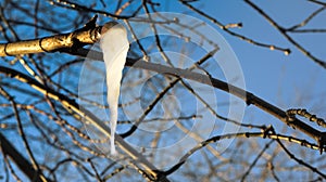 Beautiful close up of hanging icicles and icy branch