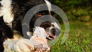 Beautiful close up of a hungry and satisfied border collie puppy dog â€‹â€‹biting his bone