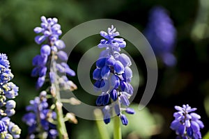 Beautiful close up on hyacinth flower
