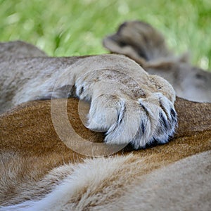 Beautiful close up image of female African Lion Panthera Leo Leo