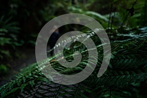 Beautiful close-up image of a fern leaf on Wilkie Lake taken on a cloudy winter day, New Zealand