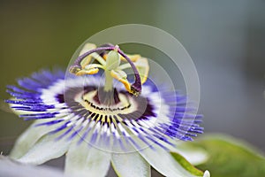 Beautiful close up image of passion flower on the vine