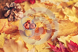 Beautiful close up image shot with colorful yellow red dry autumn fall maple leaves, bucket with pumpkin pods and pine cone
