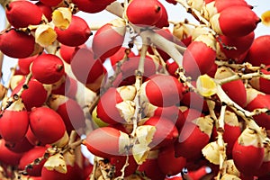 beautiful close-up image of small red palm tree coconuts