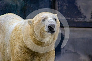 Beautiful close-up image of White Polar Bear