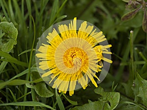 Beautiful close up of large yellow dandelion summer flower bloom