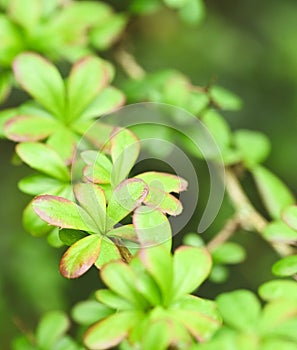 Close-up of a leaf of berberis lucida photo