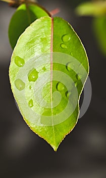 Close-up of the leaf of pyrus communis photo