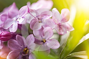 Beautiful close-up lilac flowers on the green bokeh background. Spring flowers.