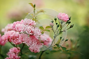 Beautiful close up of a lots of small flowers pink rose flower heads of the blurred background