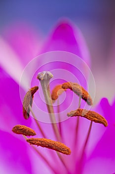 Beautiful close up macro image of vibrant colorful lily flower