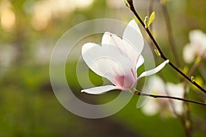 Beautiful close up magnolia flowers. Blooming magnolia tree in the spring. Selective focus