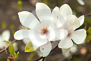 Beautiful close up magnolia flowers. Blooming magnolia tree in the spring. Selective focus.White light spring floral photo