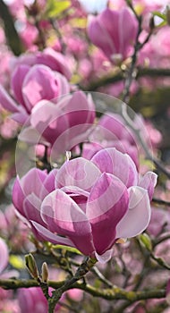 Beautiful close-up of a magnolia x soulangeana flower