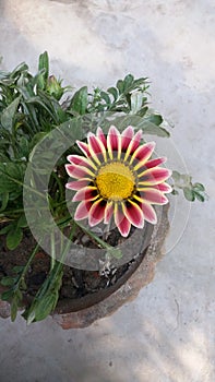 Beautiful close-up multicolored flower