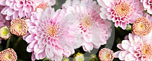 Beautiful close-up natural soft pink peach chrysanthemum flower background. Spring floral blossoming plant pastel colored