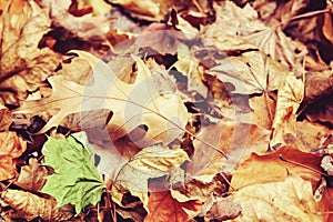 Beautiful close up of oak leaf with colorful yellow red dry autumn fall leaves on background, fall season, view from above