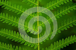 Beautiful close up pattern of a green fern leaf in a forest