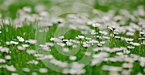 Beautiful close-up of a perennis bellis flower