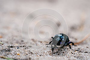 Beautiful close up photo of the black-colored beetle Geotrupes stercorarius